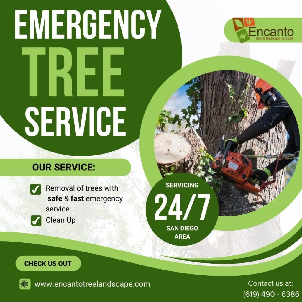 Tree service in San Diego